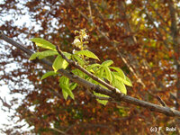 HerbstblÃ¼te.JPG