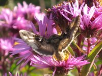 Gammaeule - Autographa gamma (3).jpg