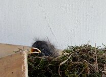 nest 2 (13).jpg