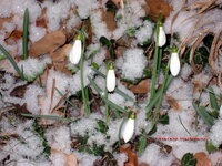 Schnee_Schneegloeckerl.jpg