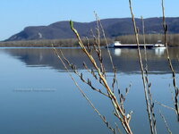 Donau_Greifenstein_Weidenbluete_06_R.jpg