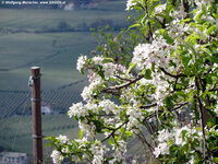 Apfelbluete_Vinschgau_2012_4.jpg