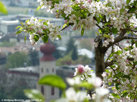 Apfelbluete_Vinschgau_2012_6.jpg