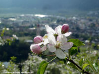 Apfelbluete_Vinschgau_2012_14.jpg