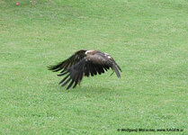 Falke_Landeanflug_Burg_Werfen-Salzburg.jpg