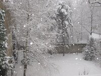 Schneefall im Garten.jpg