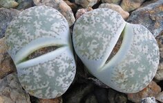 Lithops.jpg