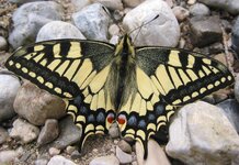 Schwalbenschwanz Papilio machaon.jpg