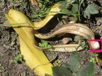 Bananenschale.jpg