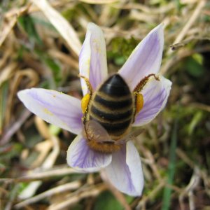 Biene im Krokus