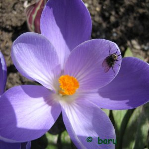 Fliege im Krokus