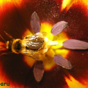 Die Kleinen in einer Tulpe