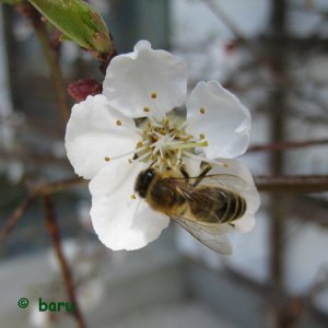 Biene in einer Marillenblüte