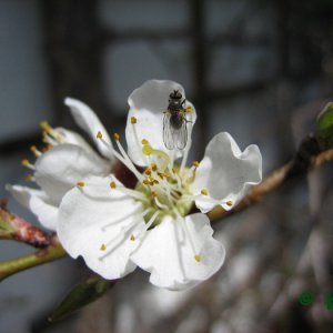 Fliege in Marillenblüte