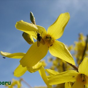 Sammelplatz Forsythie