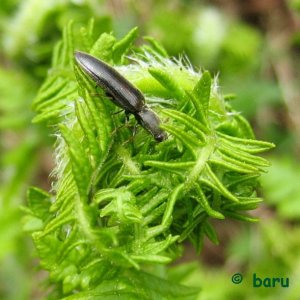 Käfer am jungen Farn