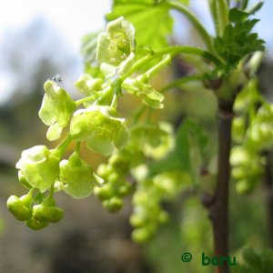 Mücke auf einer Ribiselblüte