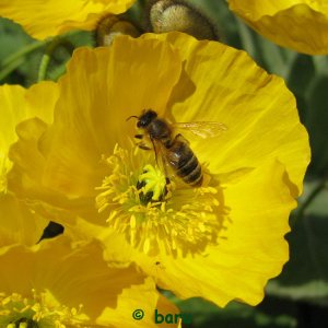 Biene im gelben Mohn