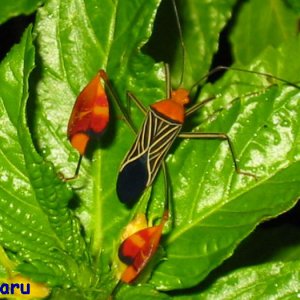 Leaffooted bug, eine Blattwanze