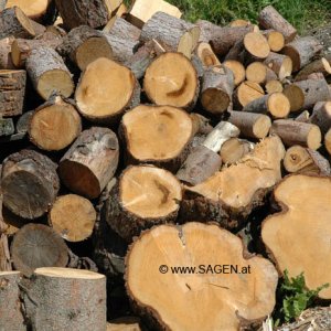 Holz, Baum zersägt