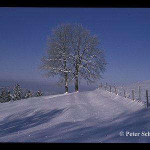 Winterlandschaft