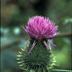 Distel