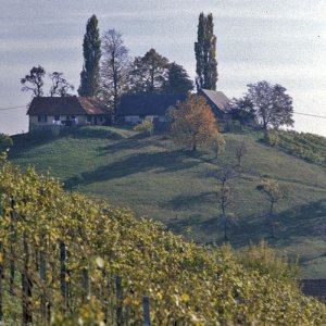 Weinberg, Südsteiermark