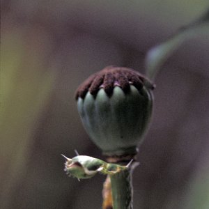 Mohn