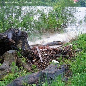 Medium 'Wasserfinger' in der Kategorie 'Wasser div.'