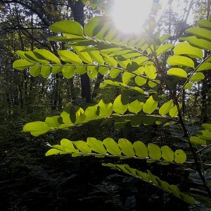 Robinien am Keltengrab