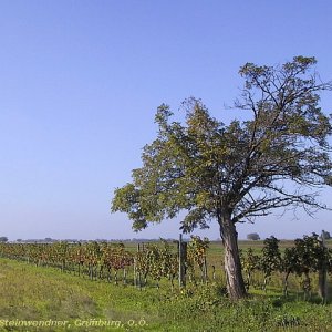 Wächter der Weinreben