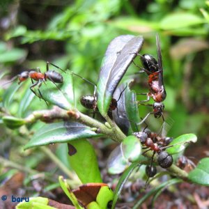 Waldameisen  - Vorbereitung für den Hochzeitsflug