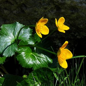 Sumpfdotterblume, Butterblume (Caltha palustris)