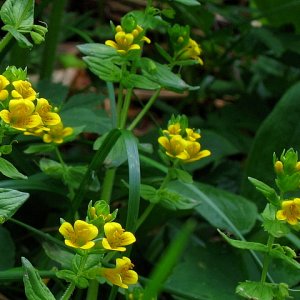 Der Alpenrachen (Tozzia alpina)