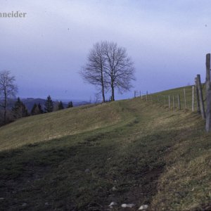 Jungscharalm, Losenstein