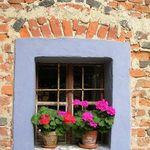 Stilleben Geranienfenster