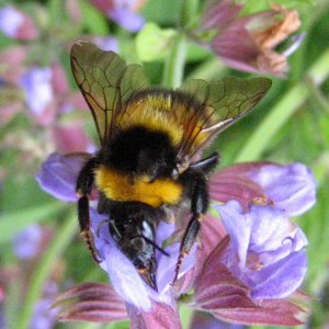 Biene in einer Salbeiblüte