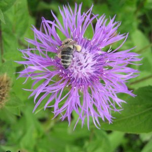 Biene auf einer Bergflockenblume