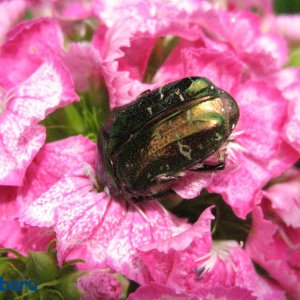 "Goldkäfer" auf einer Bartnelke