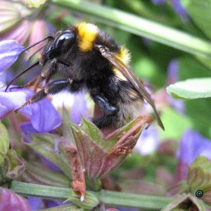 Erdhummel: Gelandet!