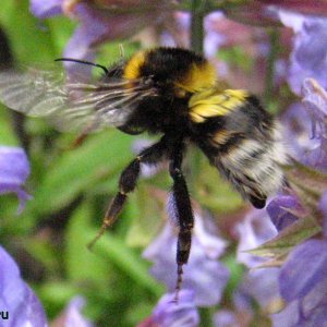 Erdhummel im Landeanflug