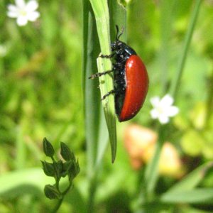 Roter Käfer