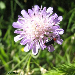 Bockkäfer auf einer Witwenblume