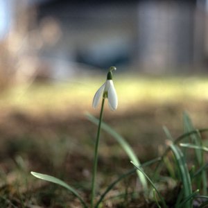 Schneeglöckchen