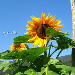 Sunflowers