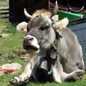 Kuh in Vent, Ötztal