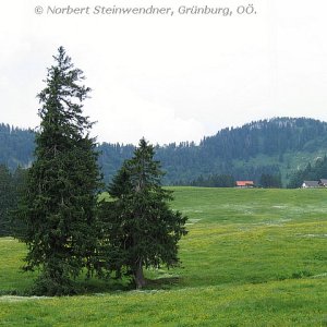 Ebenforst Alm