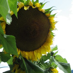 sonnenblume