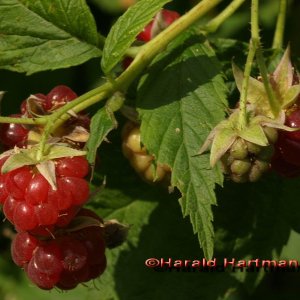 Himbeeren