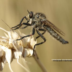 Libelle